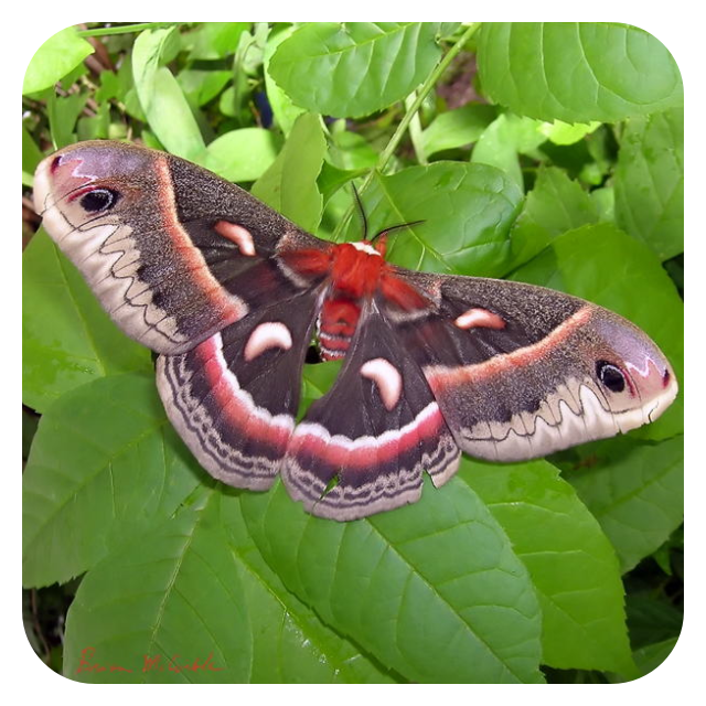 (image for) Cecropia Adult